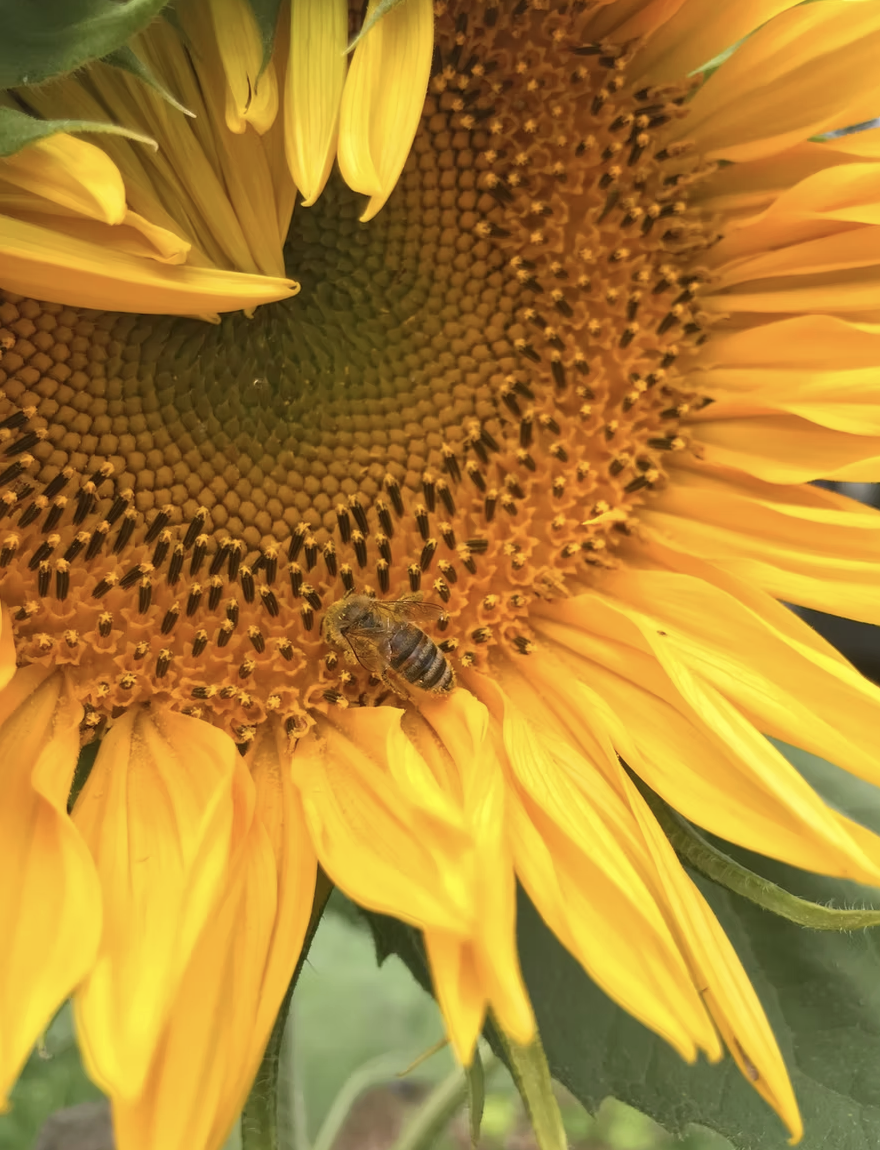 closeup of a be covered in pollen inside a big bright sunflower