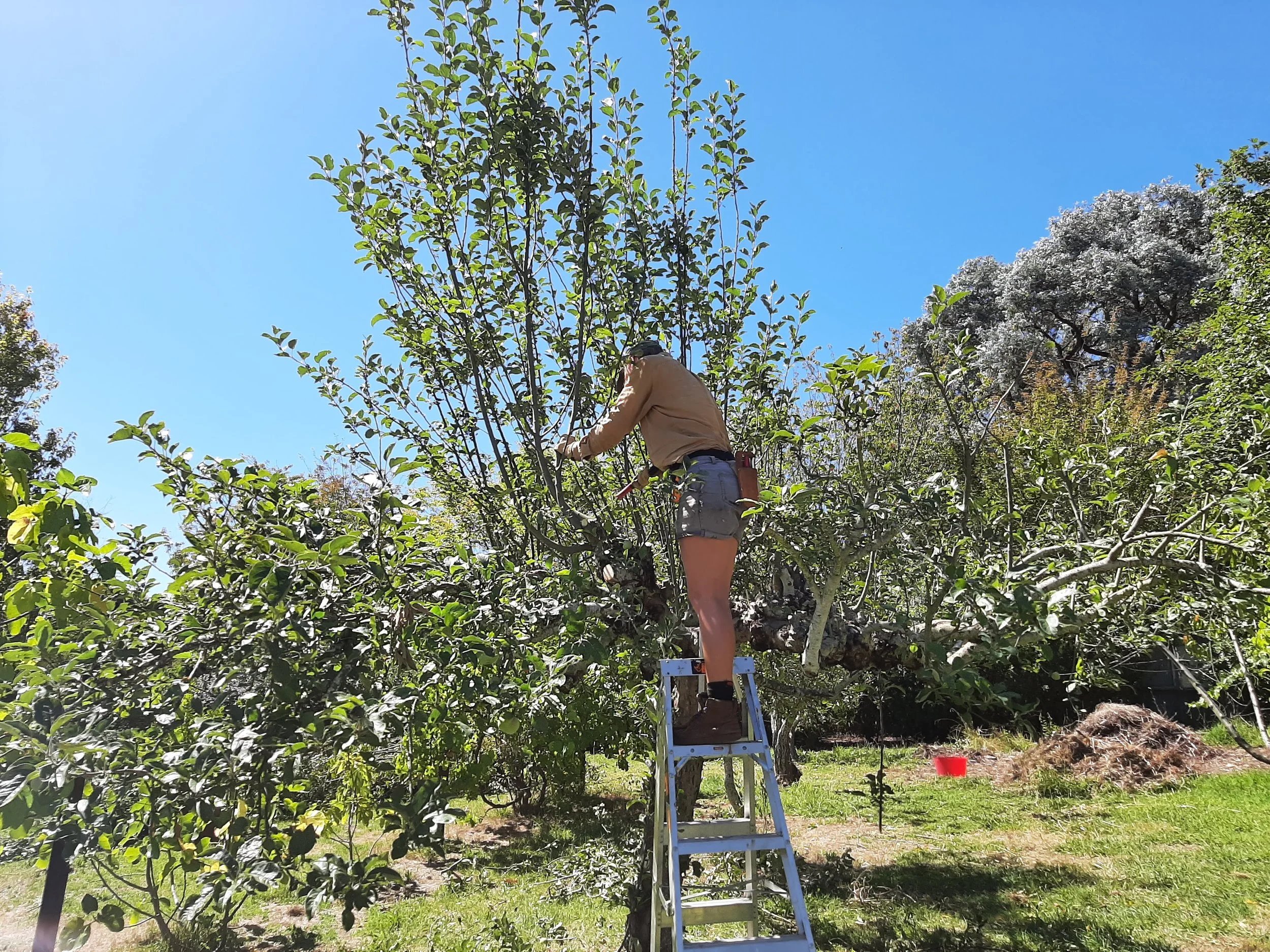 A person at the top of a ladder pruning a fruit tree