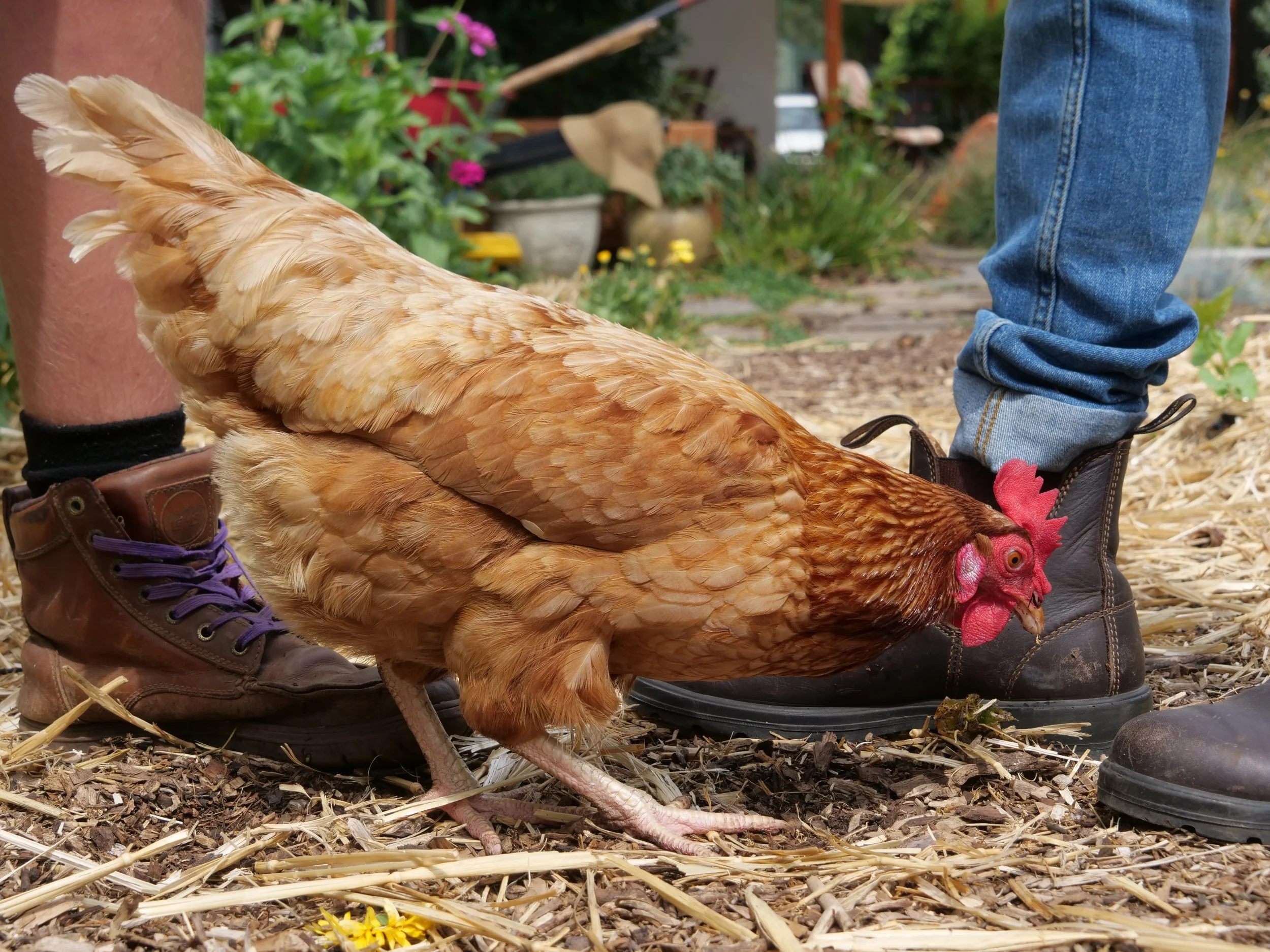 A chicken pecking at the ground with some boots behind