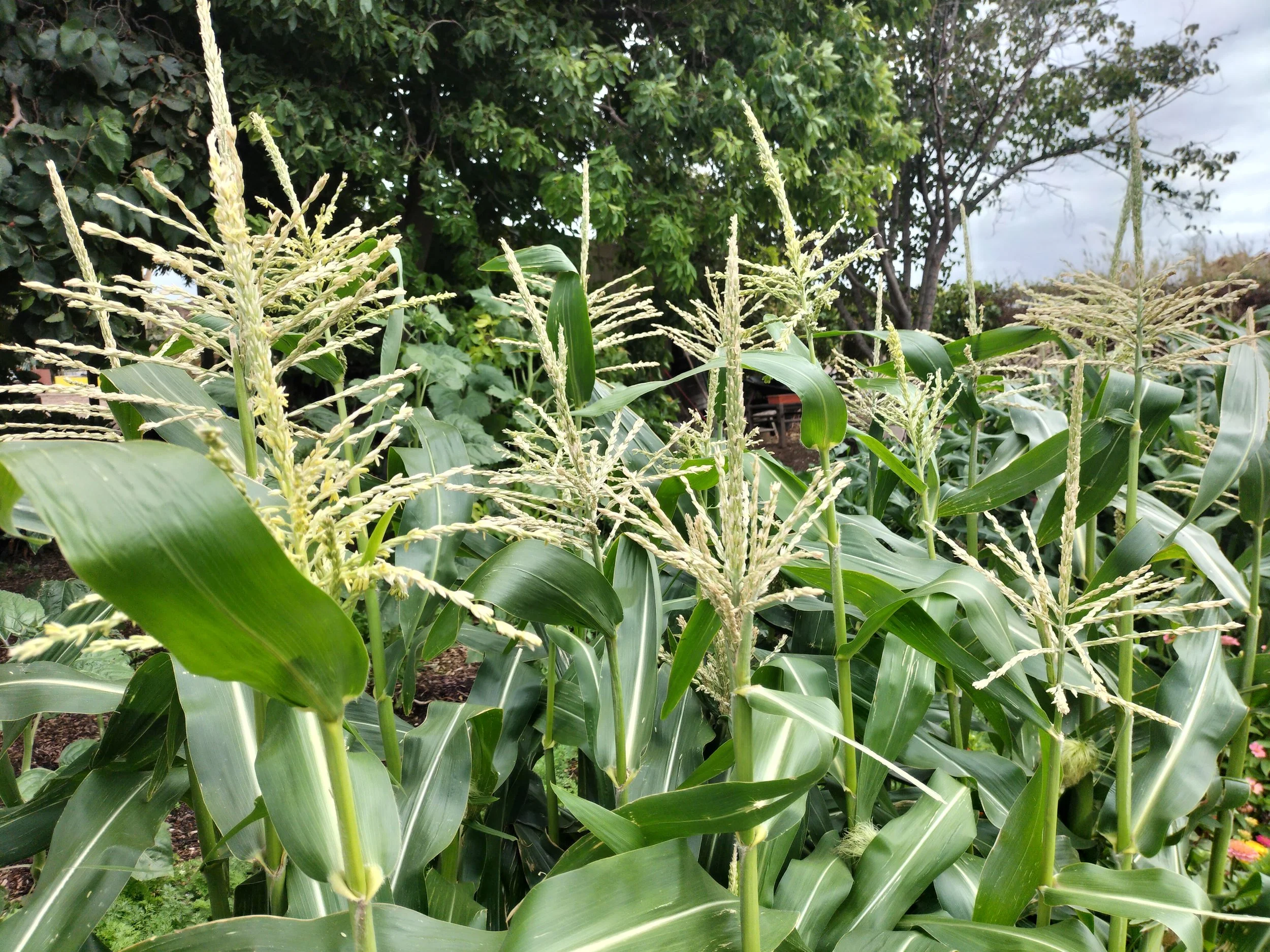stalks of young corn