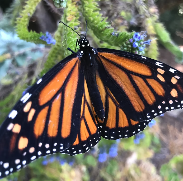 Monarch butterfly with wings outstretched