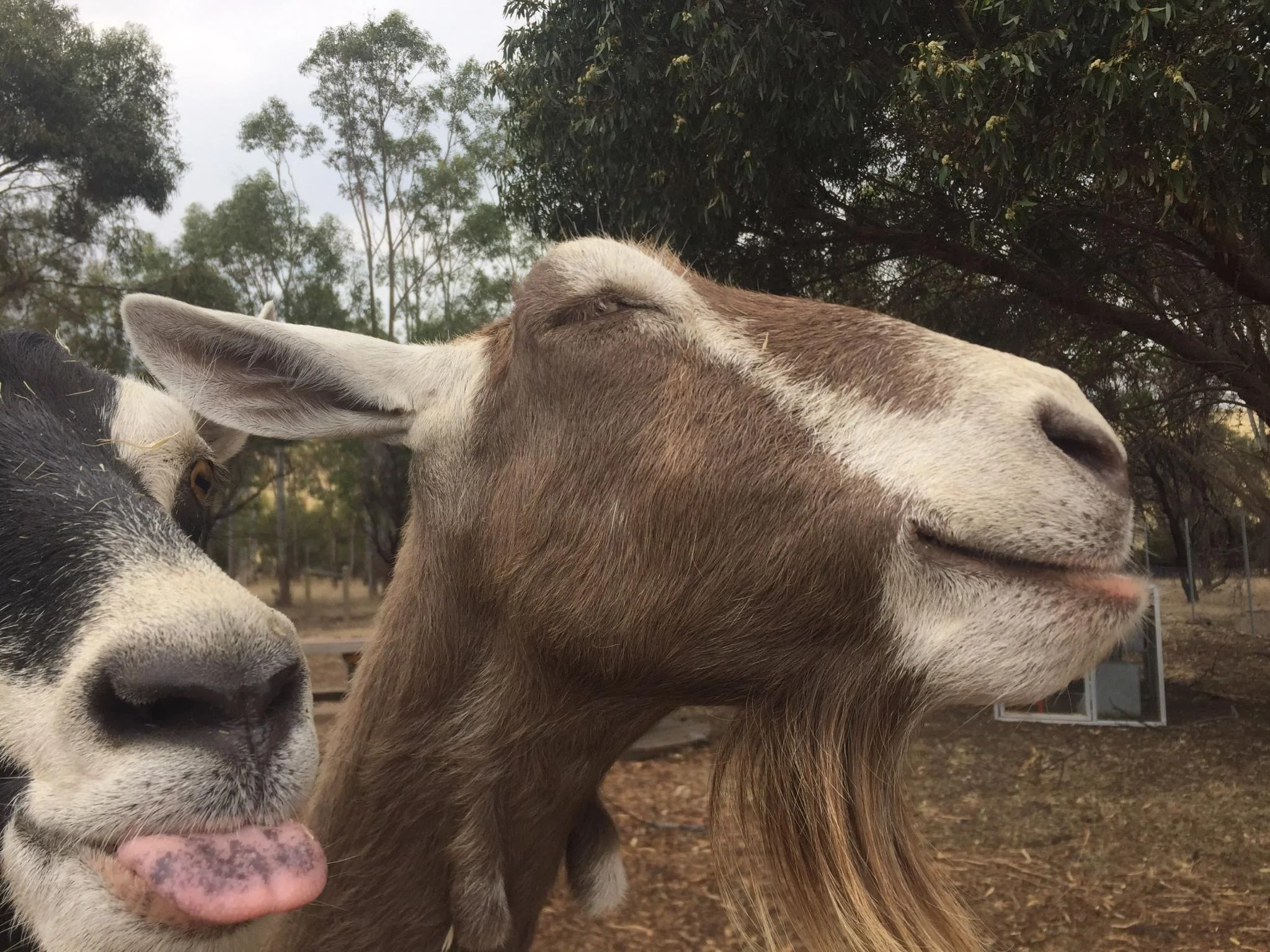 a bearded goat that looks happy