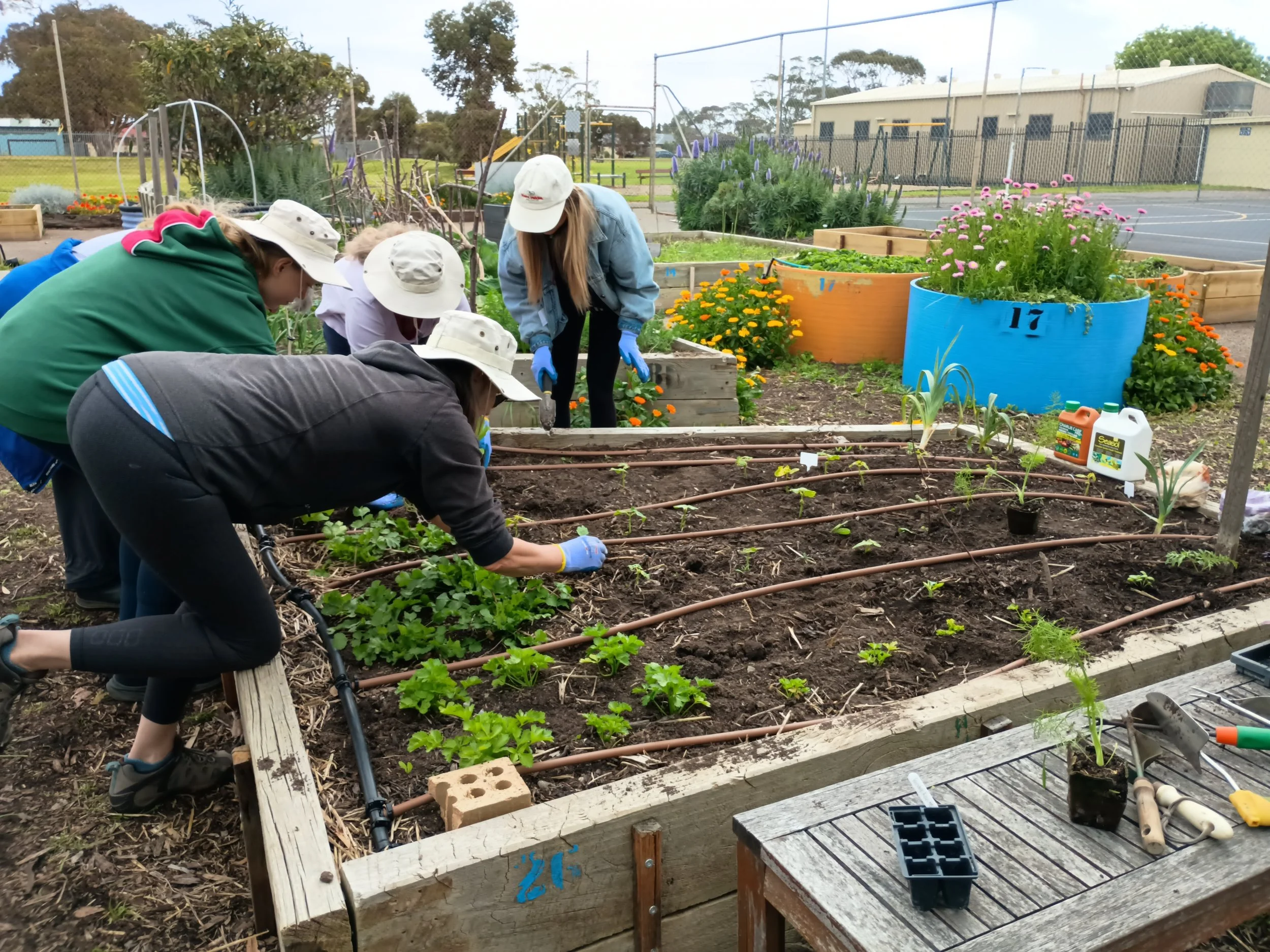 A group of people planting seedlings in a garden bed