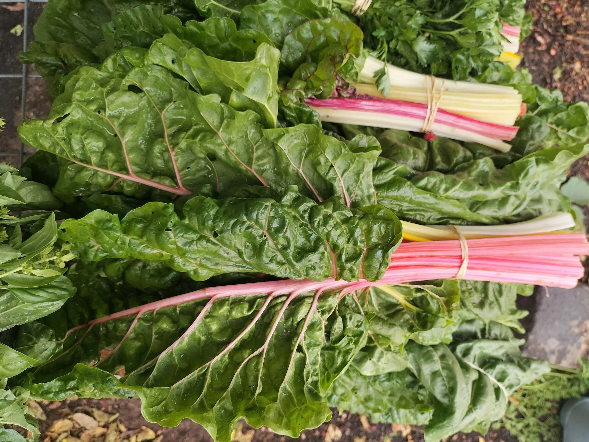 close up of rainbow chard