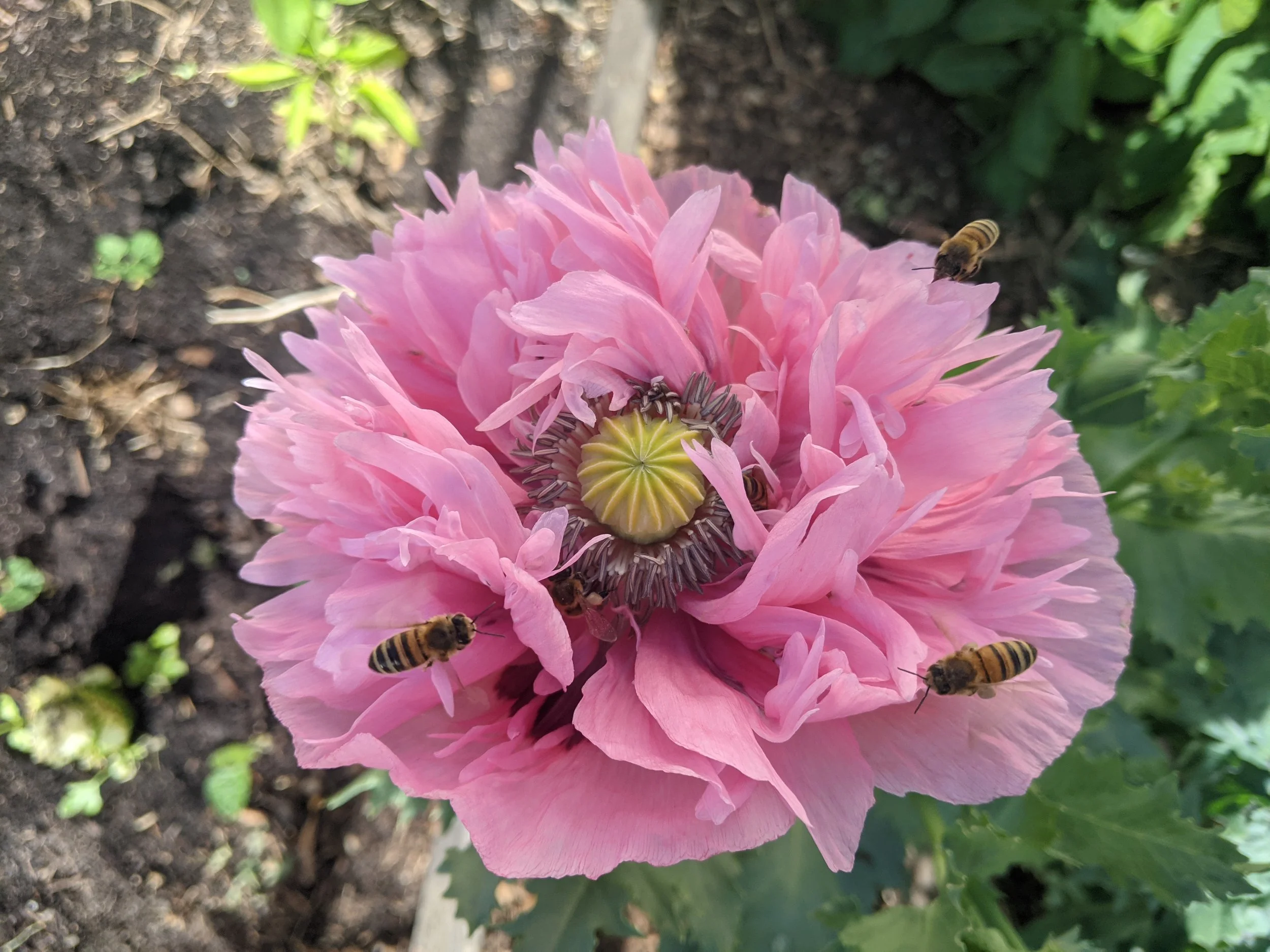 close up of a pink flower being visited by bees