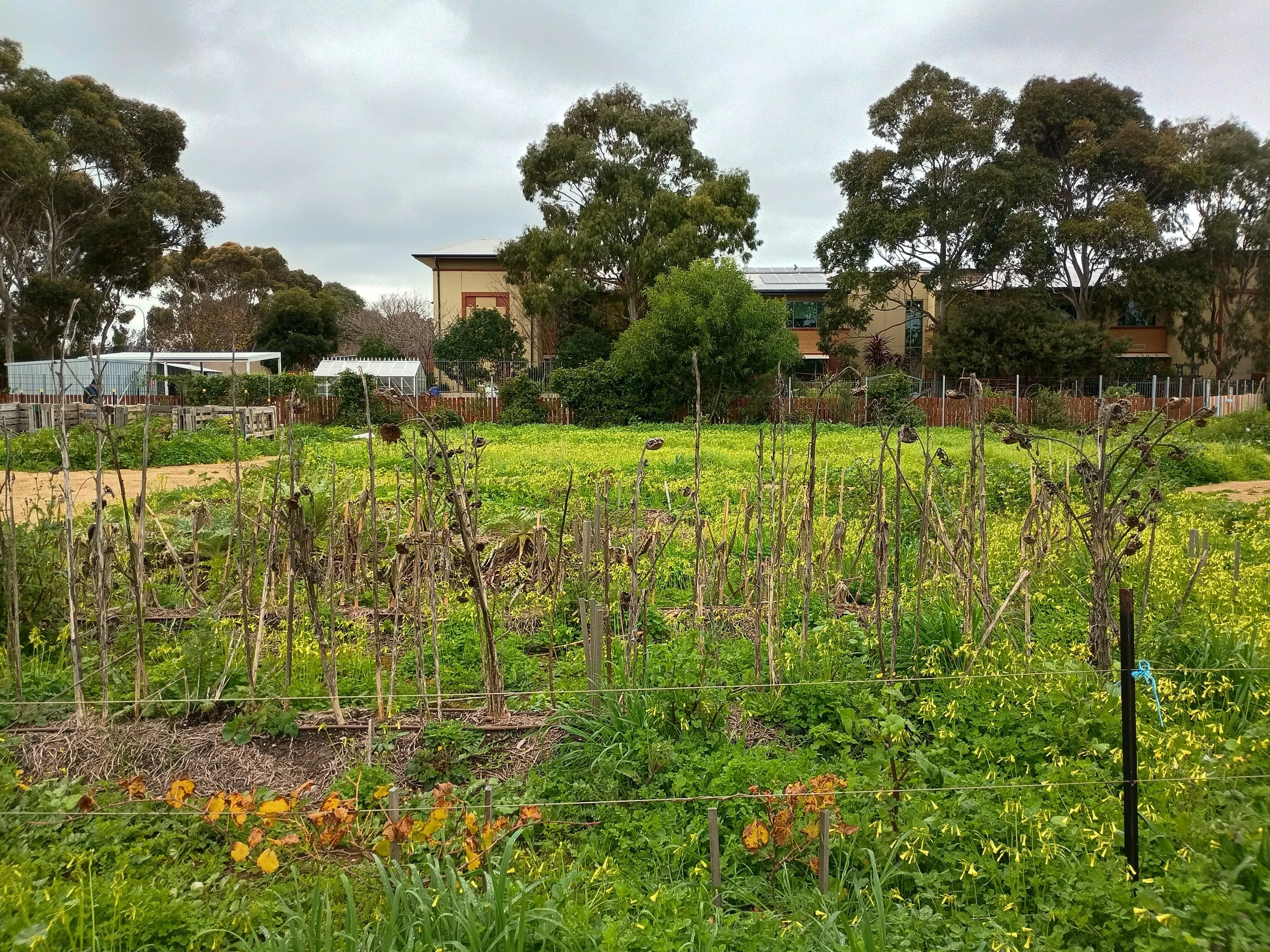 A weedy field with dried sunflower stalks and some buildings and trees in the background