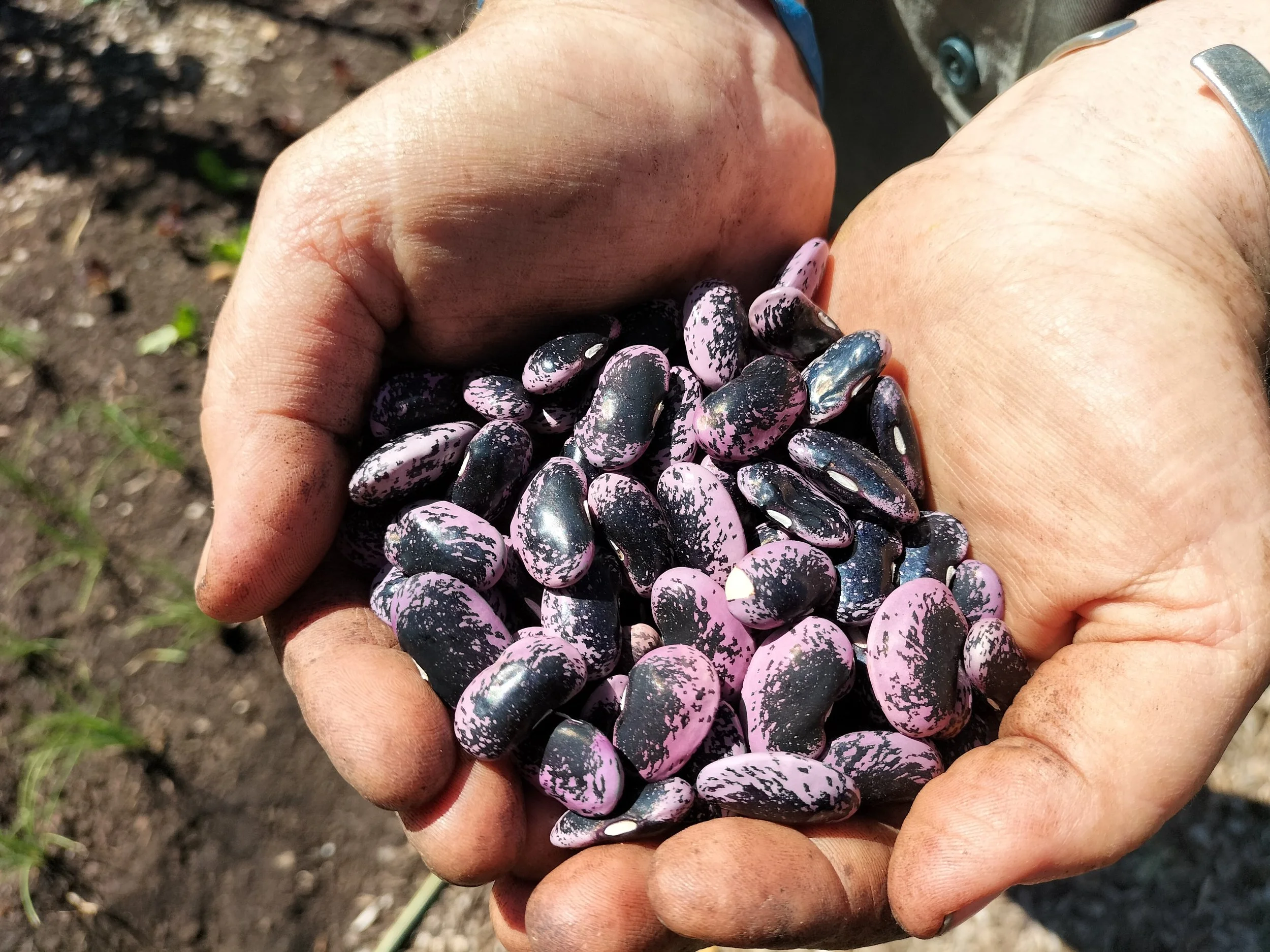 Scarlet runner beans harvested summer 2026 for replanting next season
