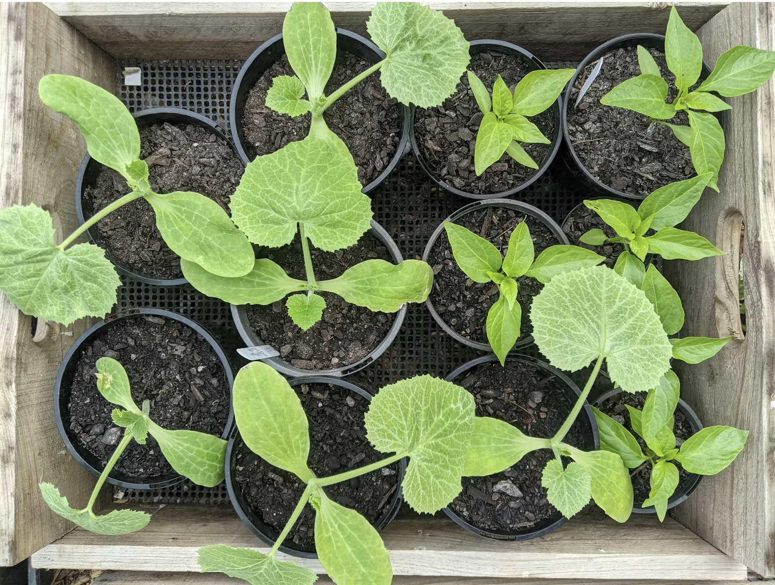 Seedlings in pots