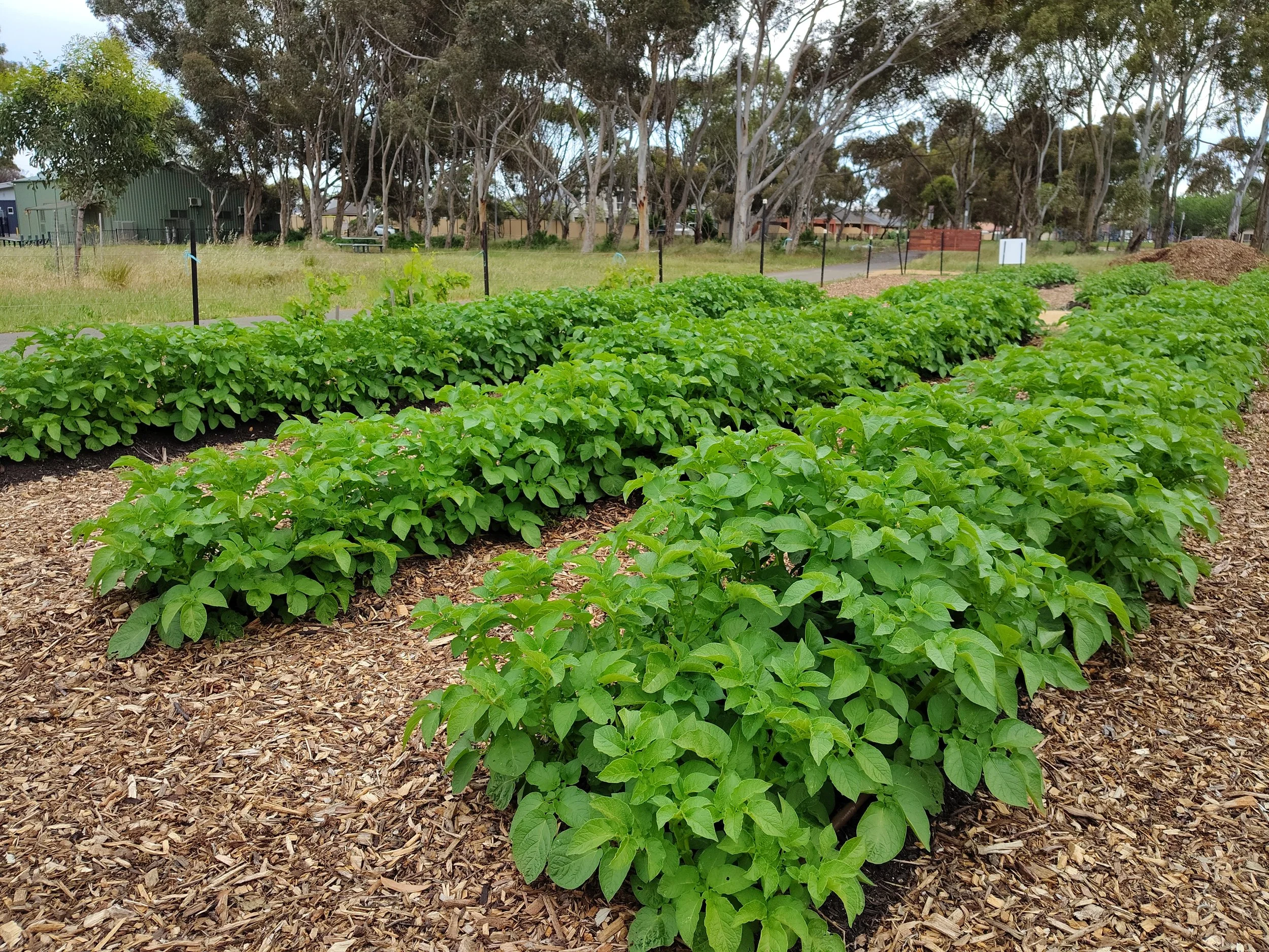Three rows of green potato plants with gum trees in the background