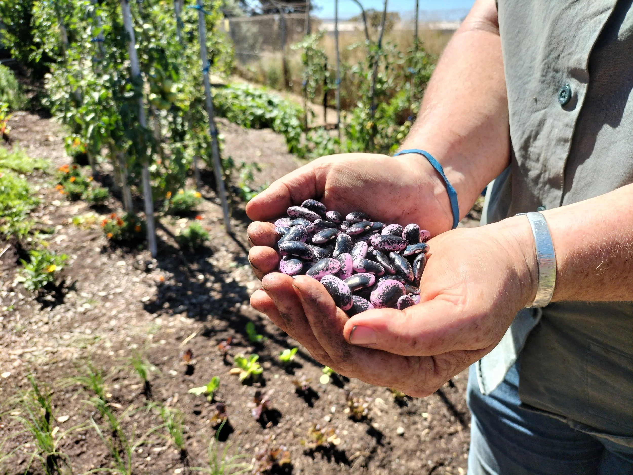 Close up of hands holding lots of purple bean seeds in a garden