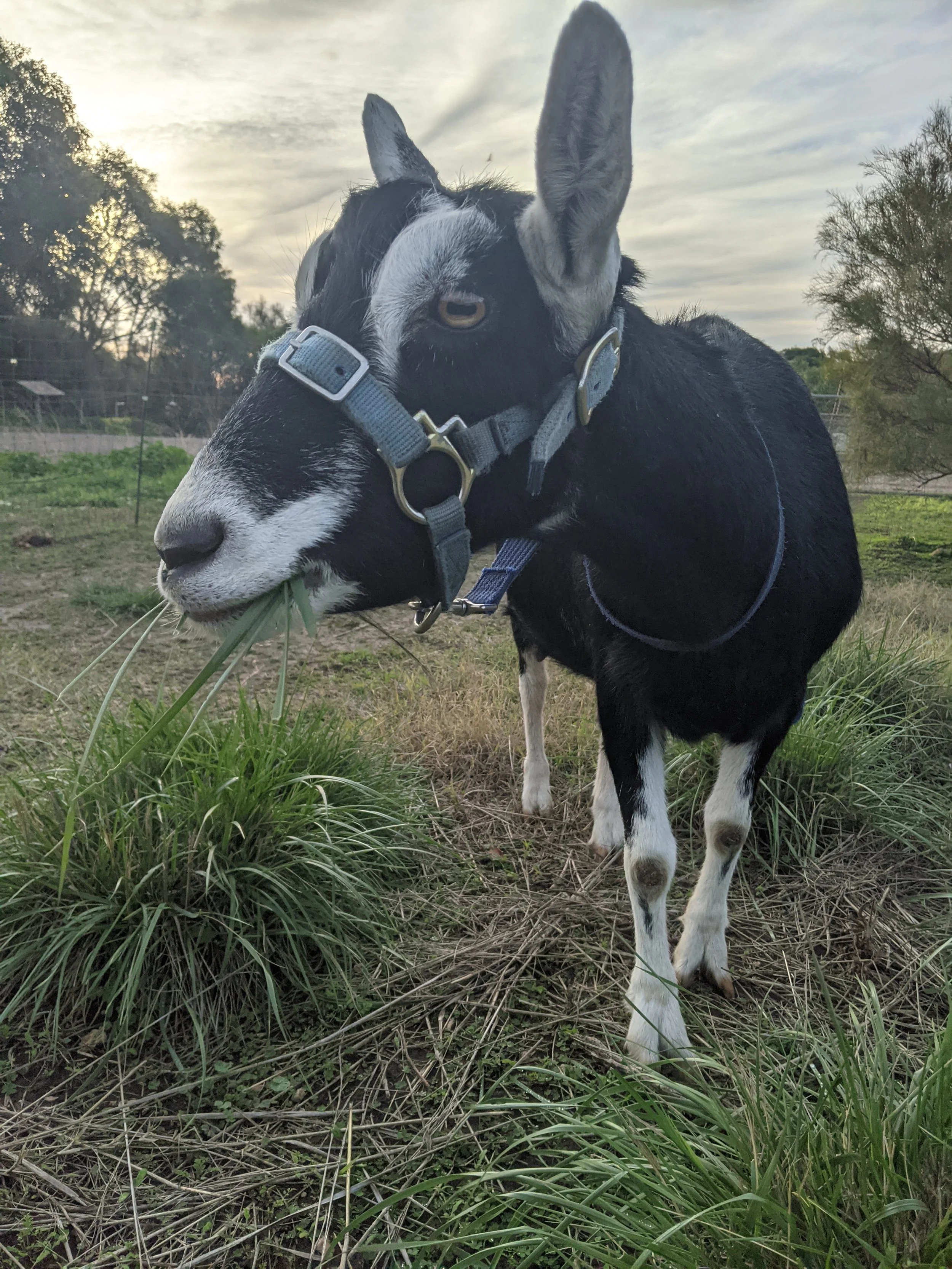 A bridled miniature horse eating grass in a field