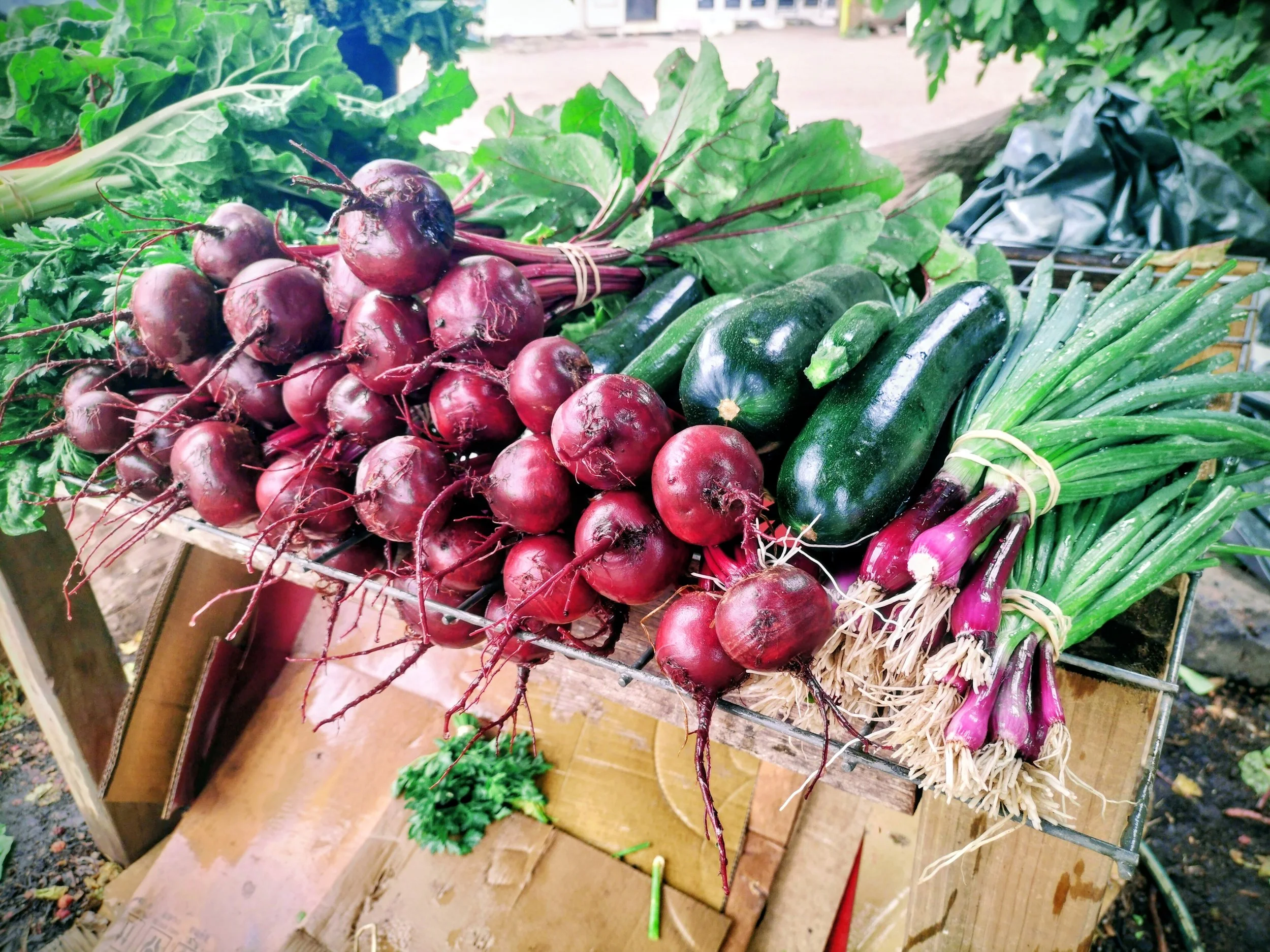 Freshly harvested beets, zucchini, spring onion and rainbow chard.