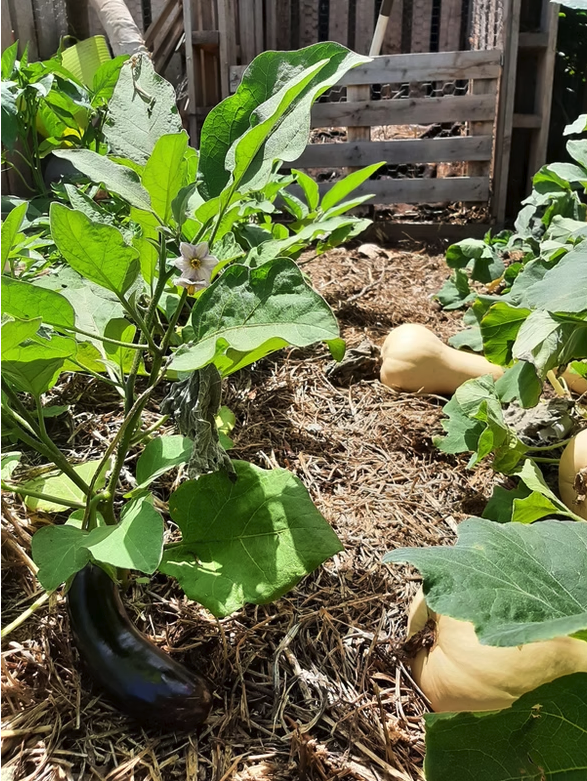 A garden bed with squash and aubergine and a bed of mulch