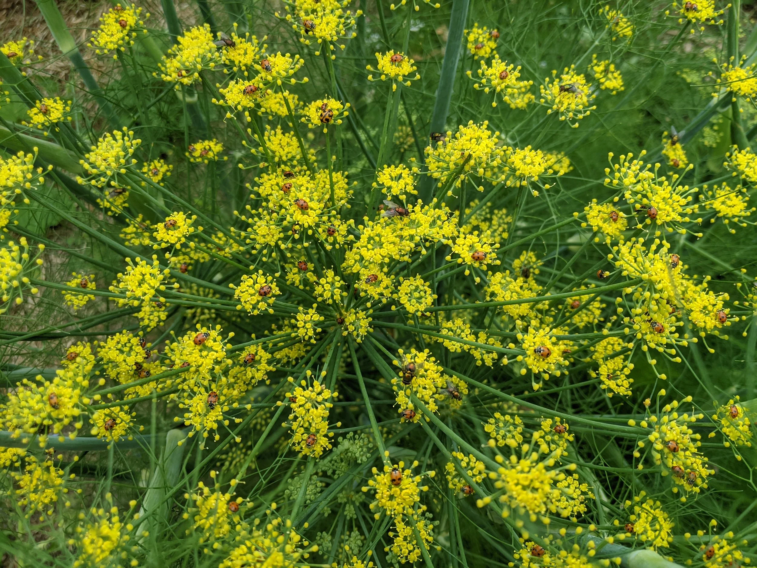 Fennel flower covered in ladybirds