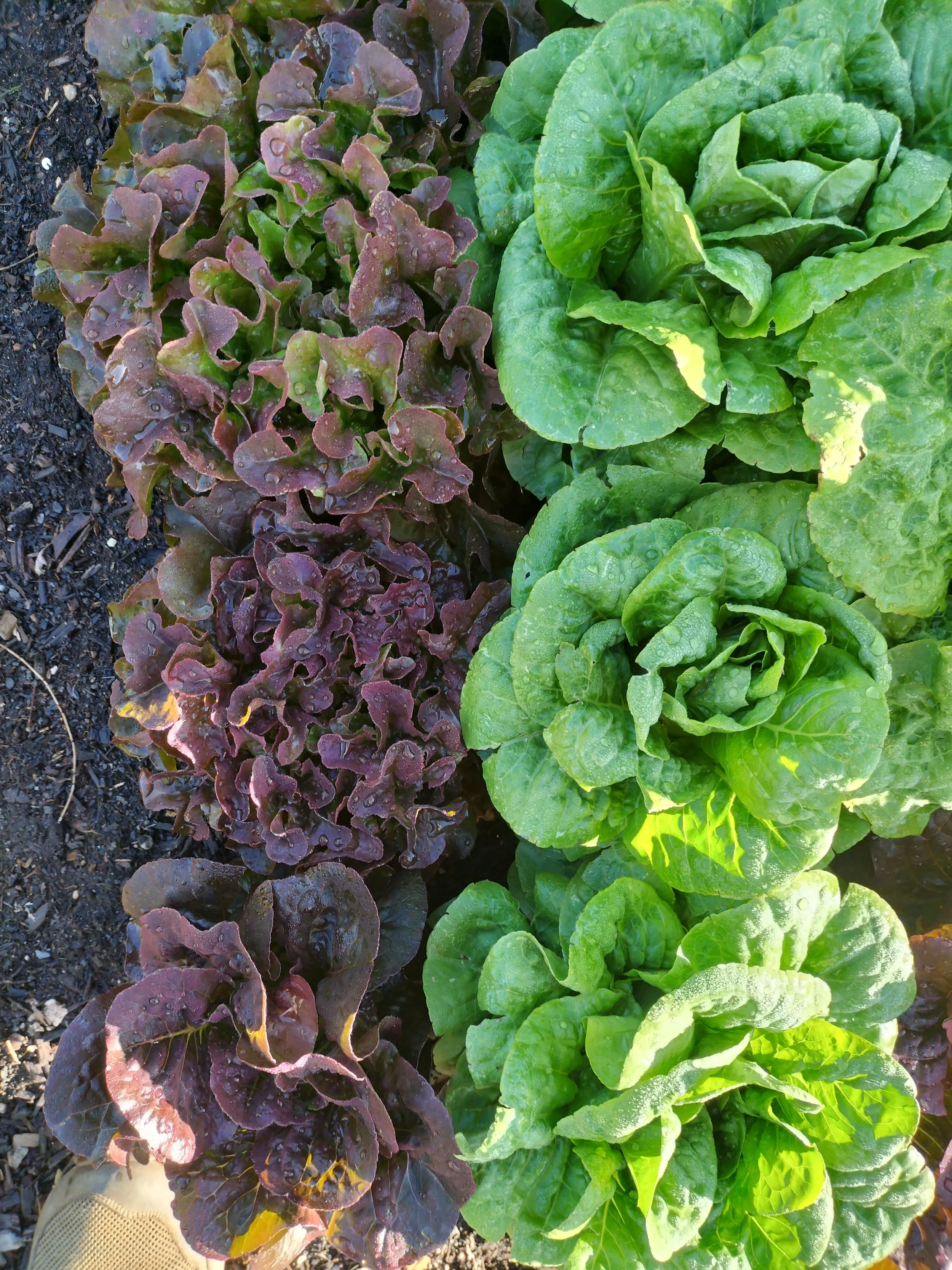 densely planted lettuce