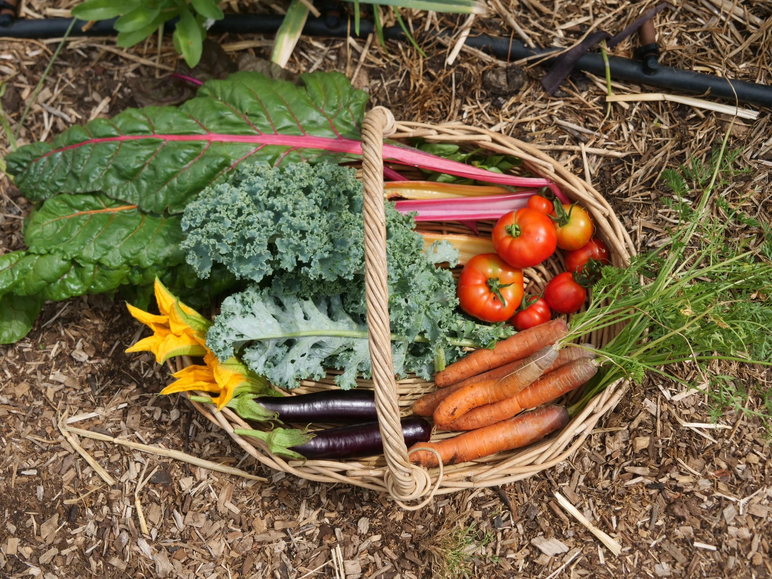 Wicker basket filled with freshly grown vegetables, including kale, carrots, tomatoes, rainbow chard and aubergine