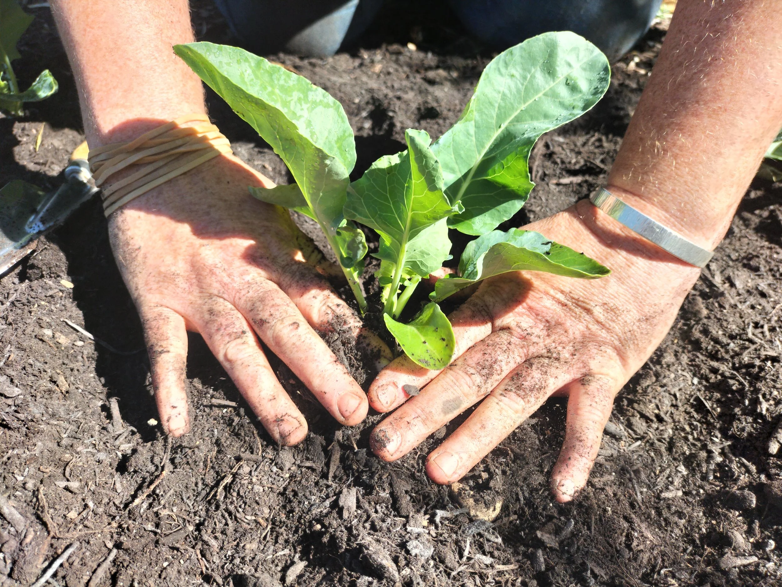 Hands planting a young broccoli plant in the soil