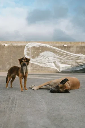 dog.webp