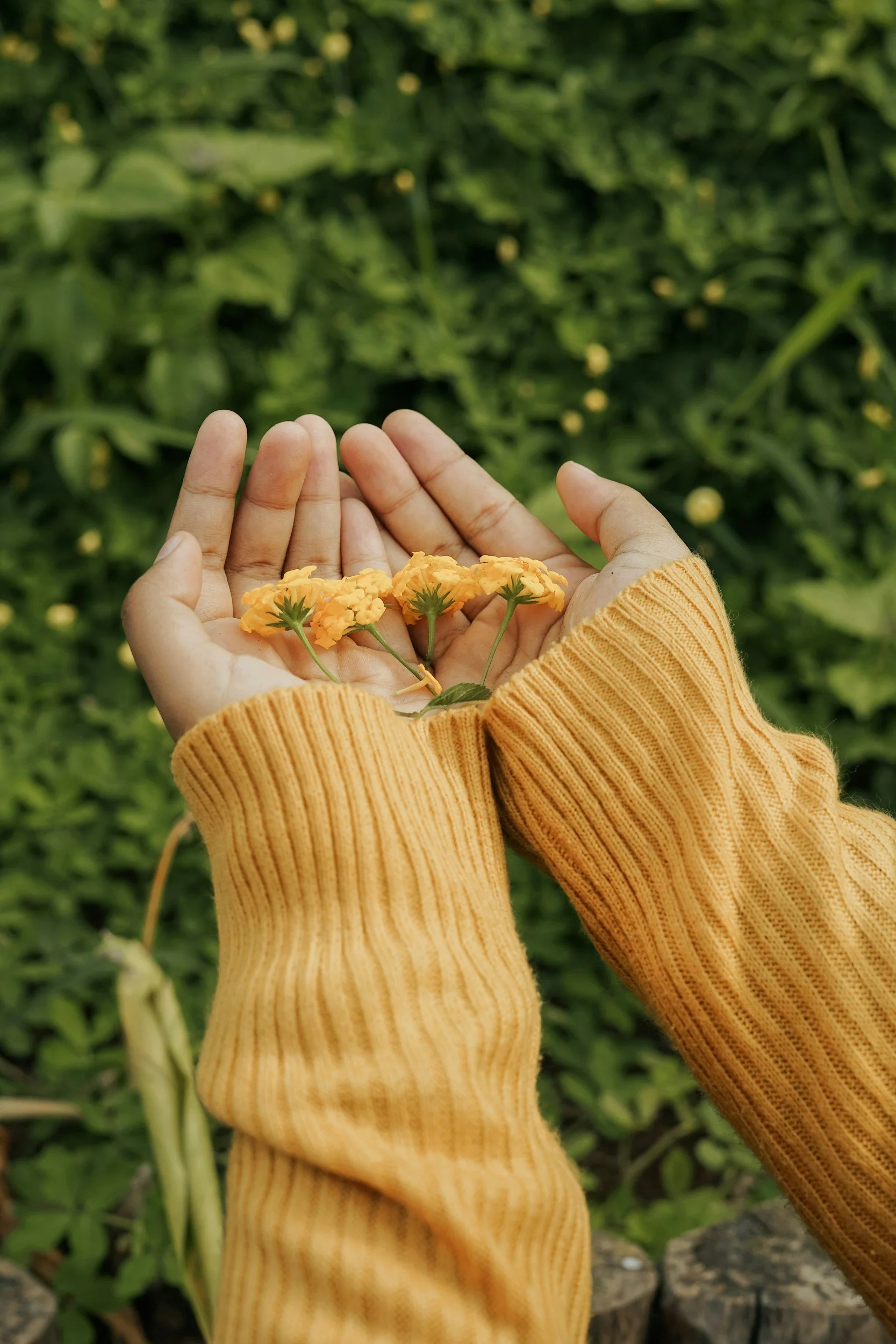Hands holding small yellow flowers, wearing a yellow sweater, with green foliage in the background.