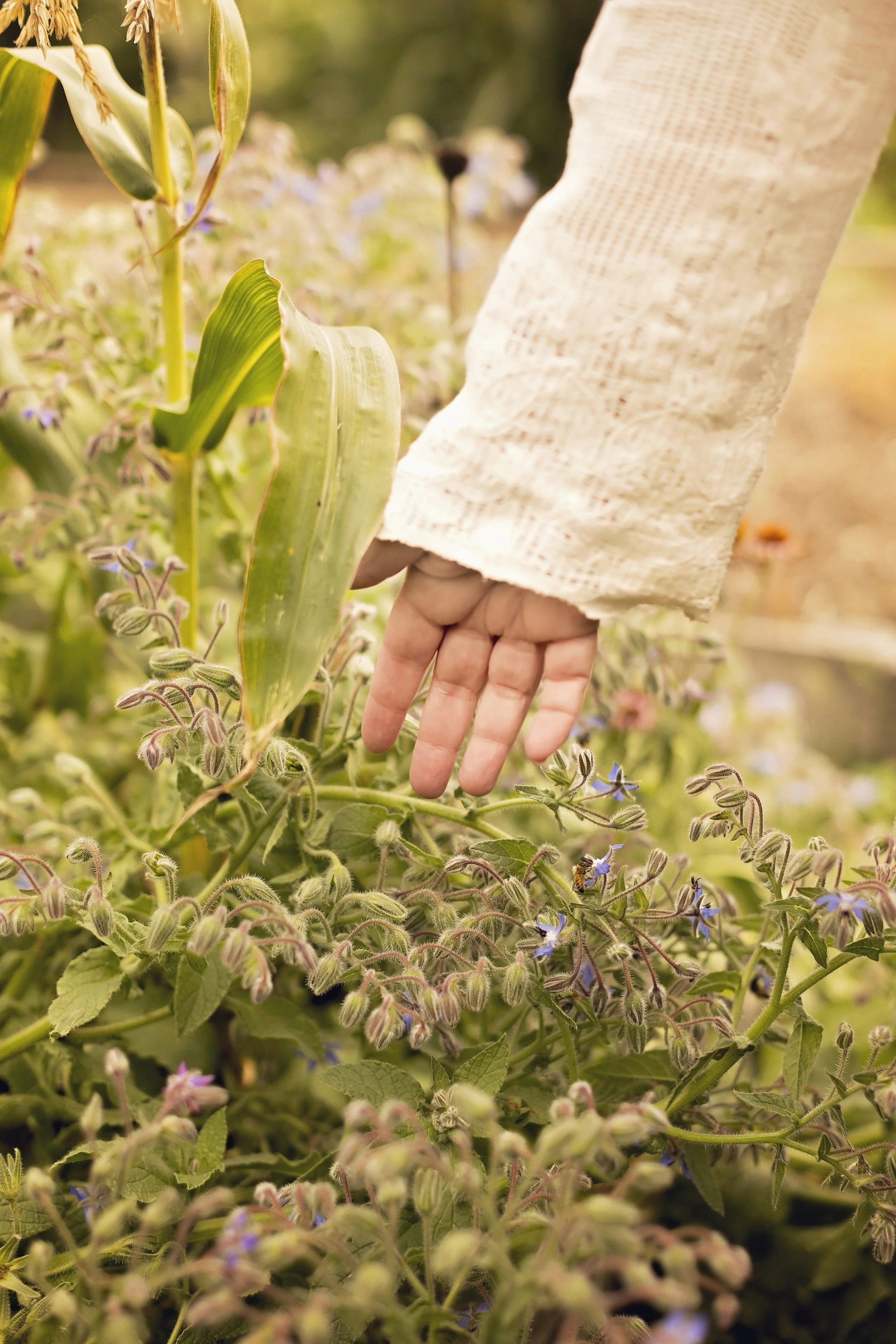 Person's hand reaching towards a bee on blue flowers in a garden with green plants and corn stalks.