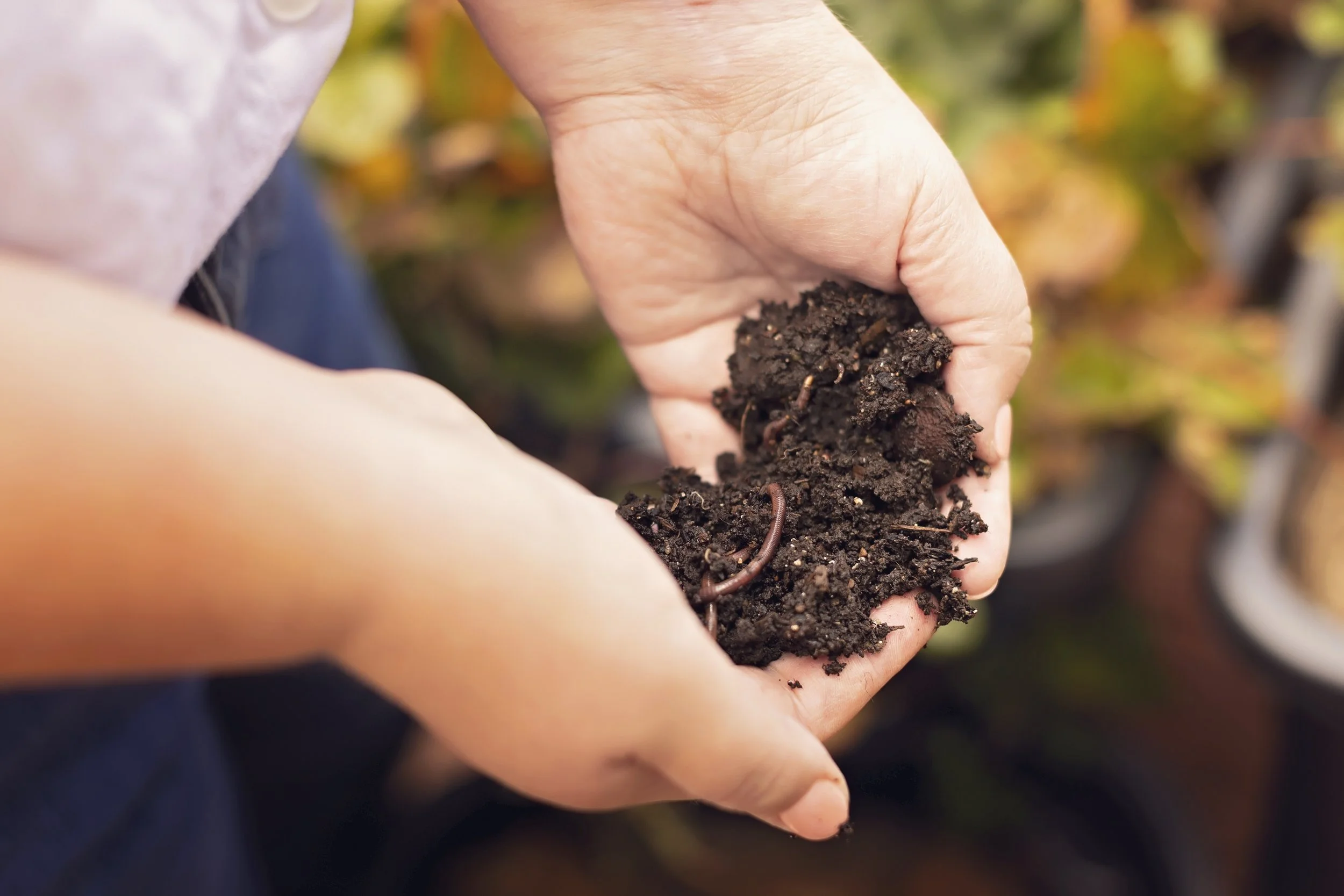 Person holding dark soil with earthworms in hand, in an outdoor garden setting.