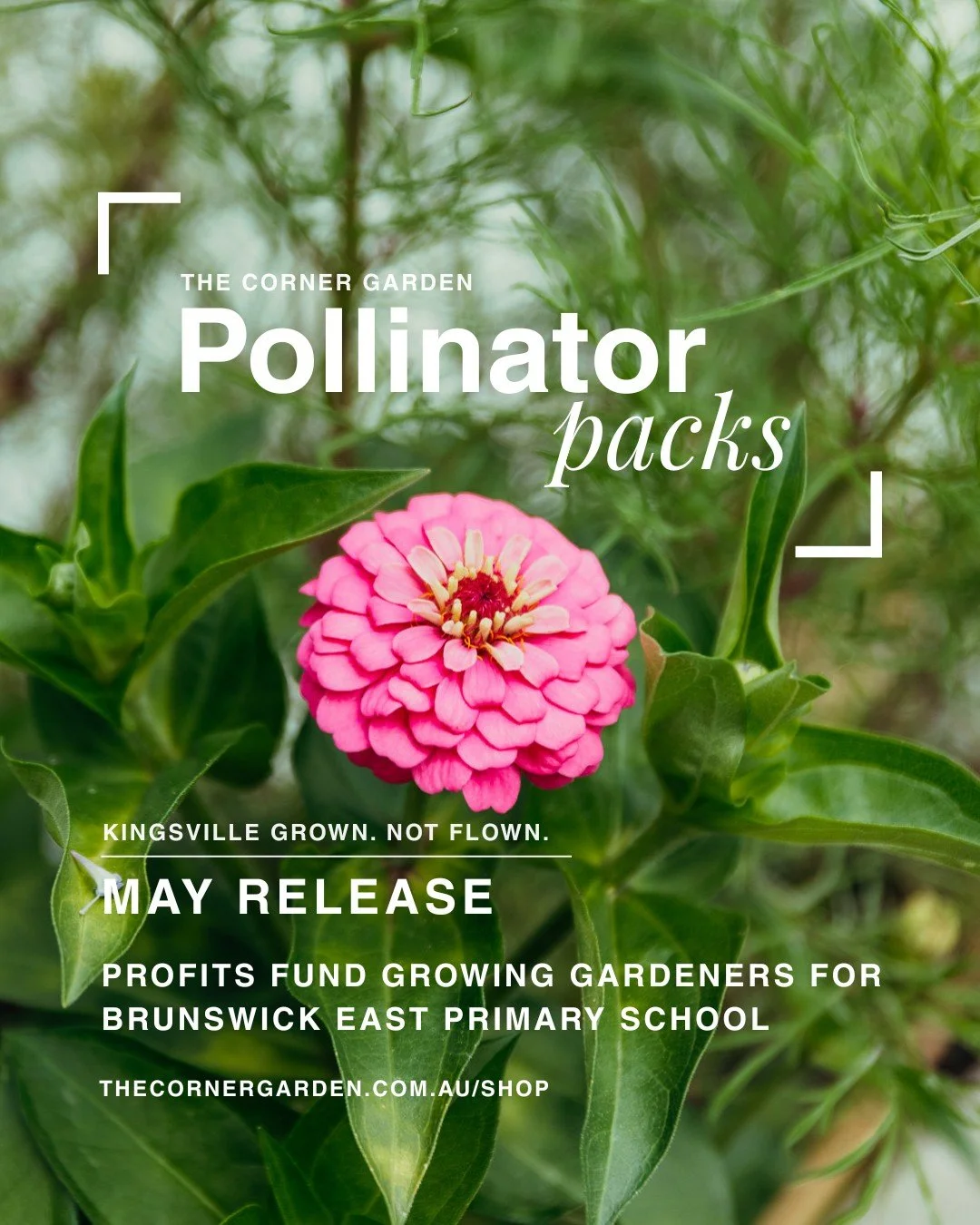 The April pollinator packs are live! Grown here in Kingsville from late summer, they are ready to go in the ground this autumn to start growing your spring garden. Selected to not just withstand Melbourne&rsquo;s winter, but to enjoy it, these packs 