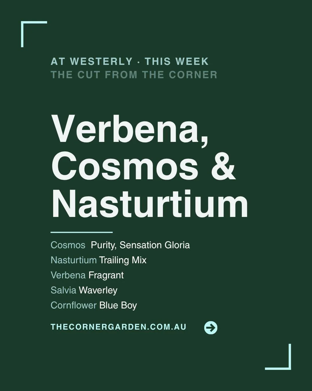 Cosmos Purity at Westerley this week, paired with Fragrant Verbena, Trailing Nasturtium, Cosmos Sensation Gloria, Salvia Waverly and Cornflower Blue Boy.

While not as decorative as the Fizzy Rose, Double Click or Apricotta varieties, Cosmos Purity i