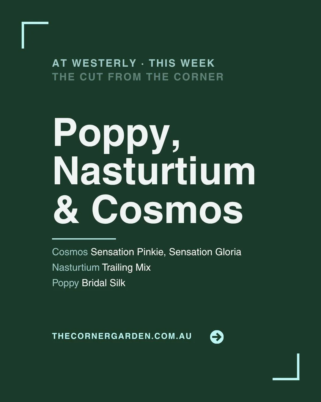 Cosmos Sensation Pinkie at Westerly this week. Paired with Trailing Nasturtium, Cosmos Sensation Gloria, and Poppy Bridal Silk.

It does feel strange to still have Cosmos as an autumn feature flower but I have some plants still going strong and they 