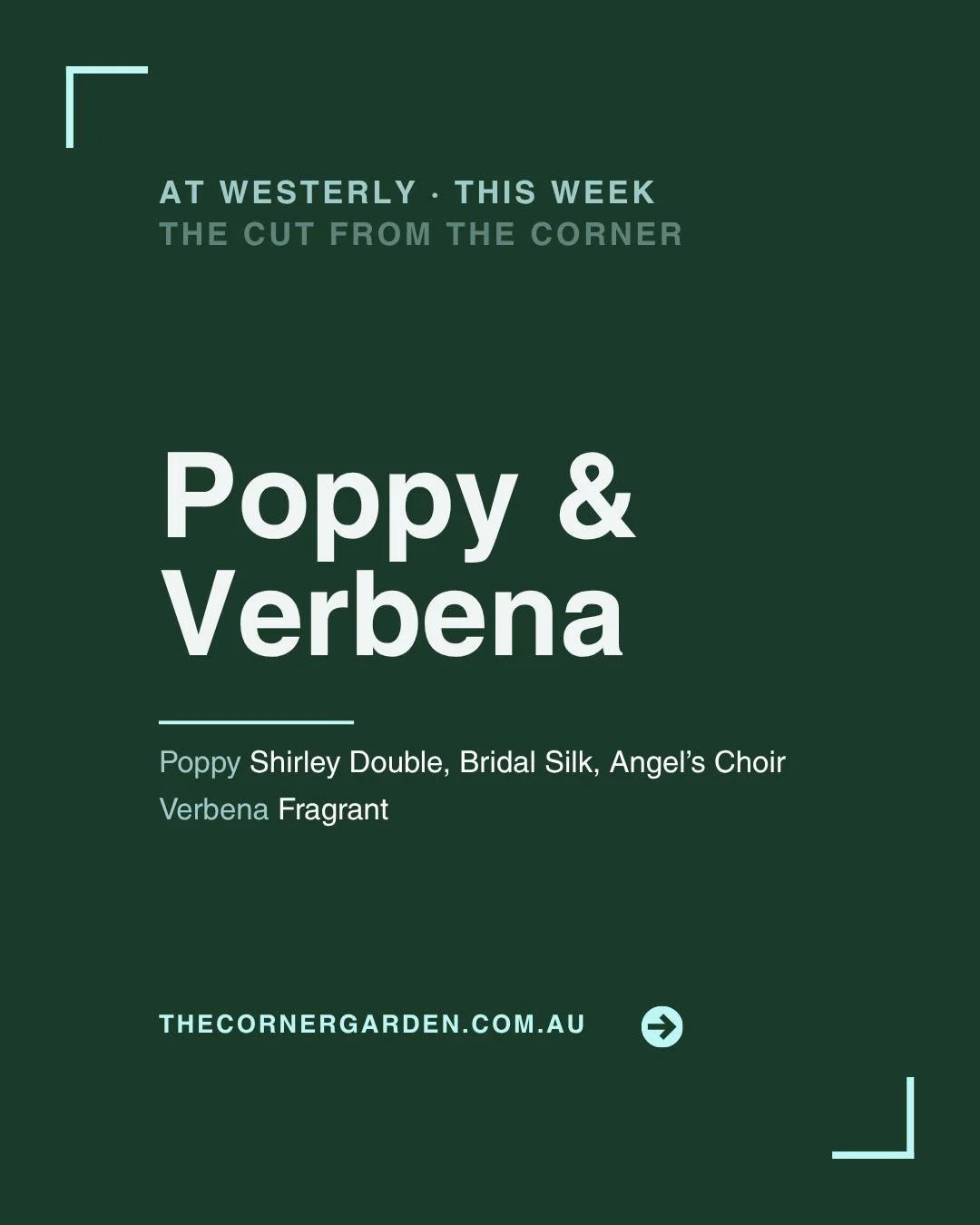 Poppy Bridal Silk at Westerly this week, along with Bridal Silk and Angel&rsquo;s Choir varieties and Fragrant Verbena.

The poppy harvest has commenced at The Corner Garden, and it has been a learning curve on the perfect harvest time so they contin