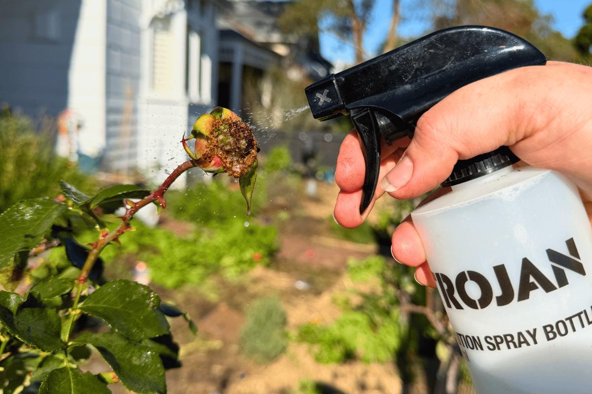 Aphid spray recipe