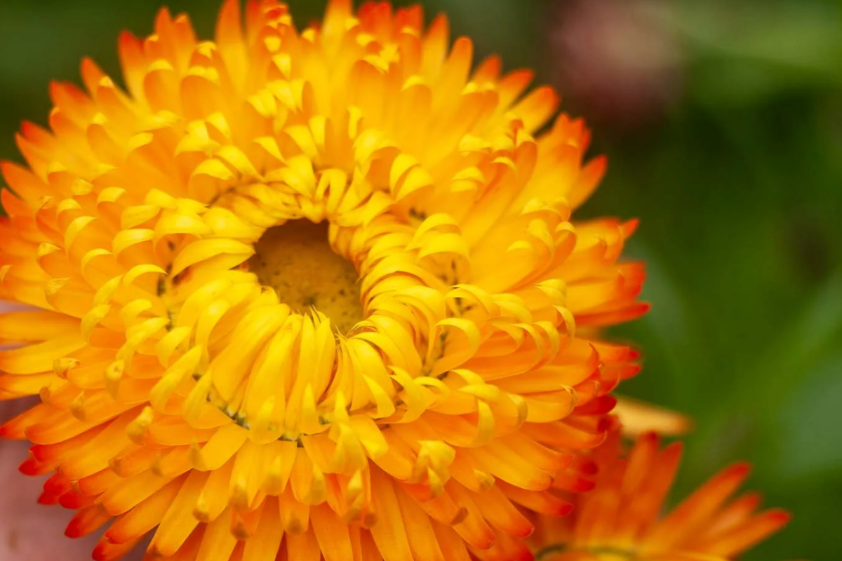 Orange%2Bstrawflower.png