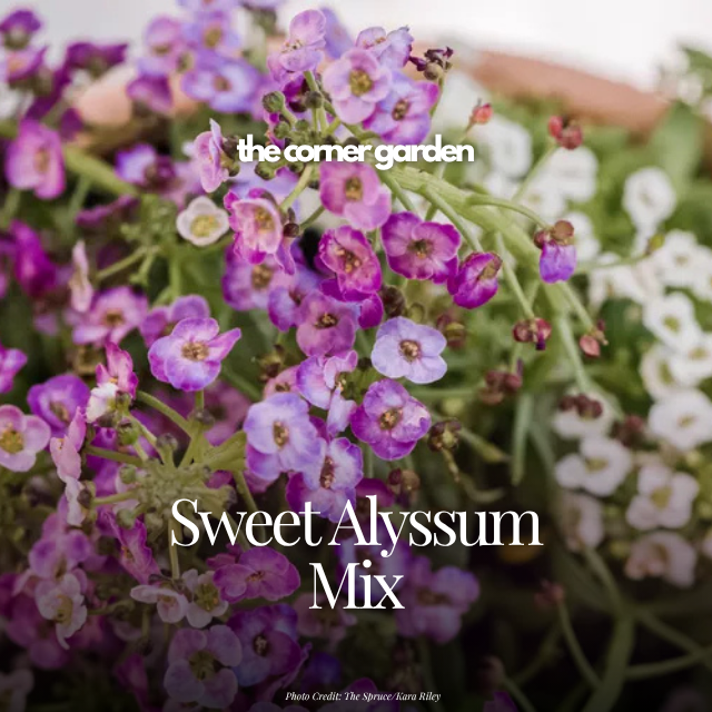 Sweet alyssum mix.png