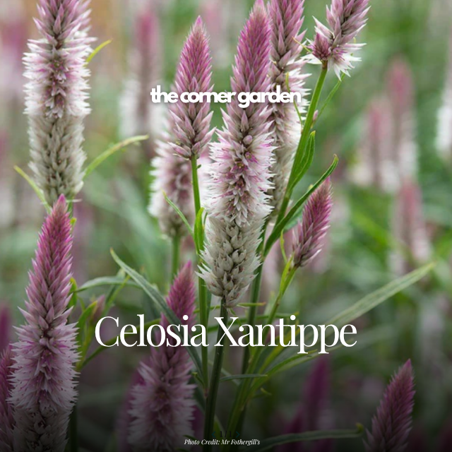 Celosia xantippe.png