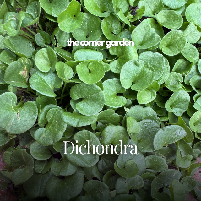 Dichondra.png