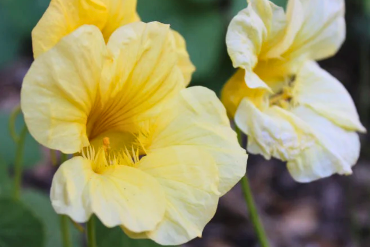 Nasturtium moon gleam.png