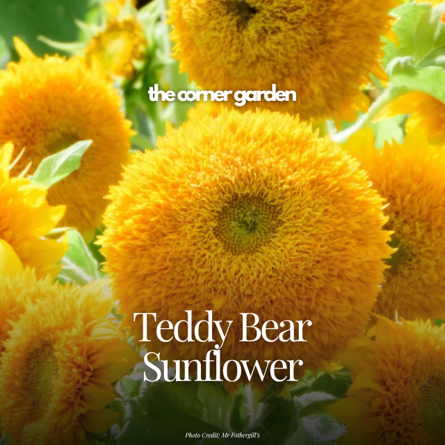 Teddy Bear sunflower.png
