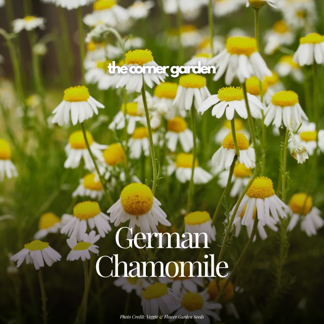 German chamomile.png