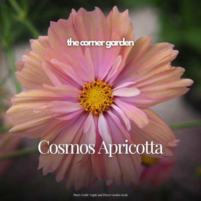 Cosmos apricotta.png