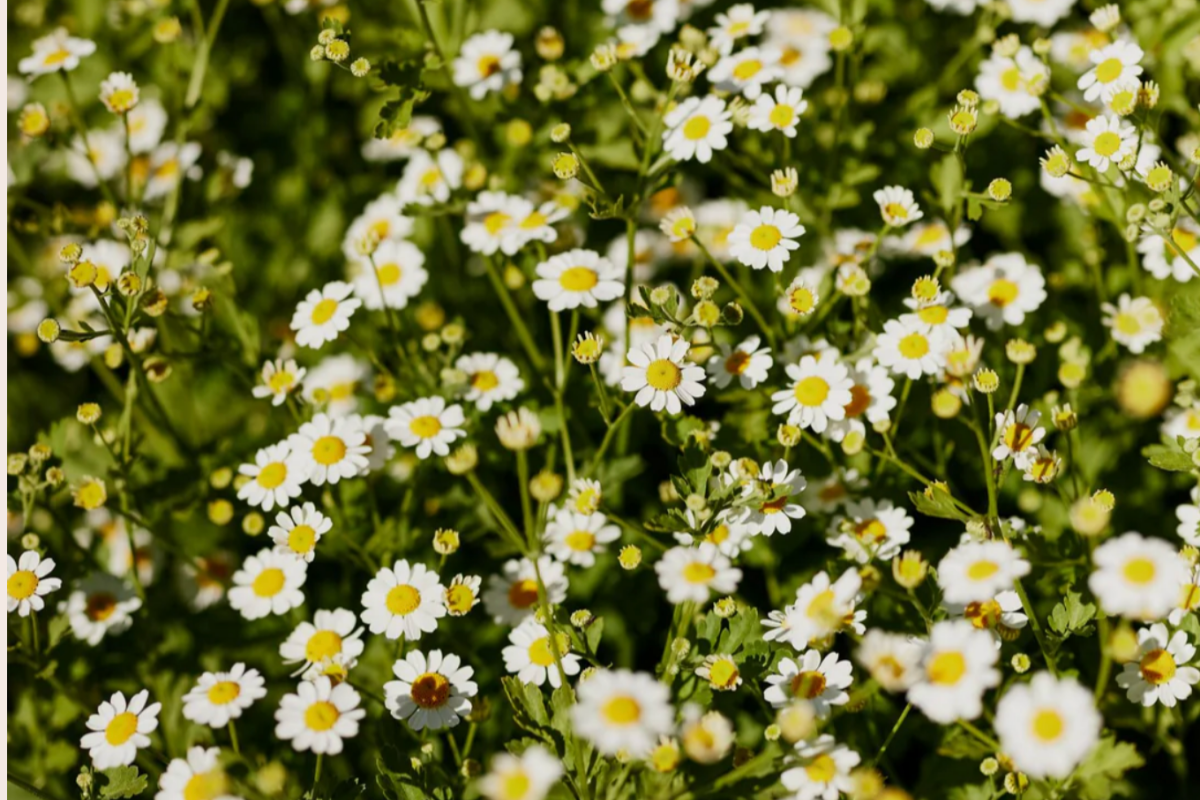 Feverfew Tall Single White.png
