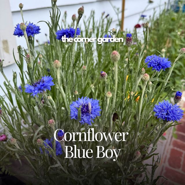 cornflower blue boy.png
