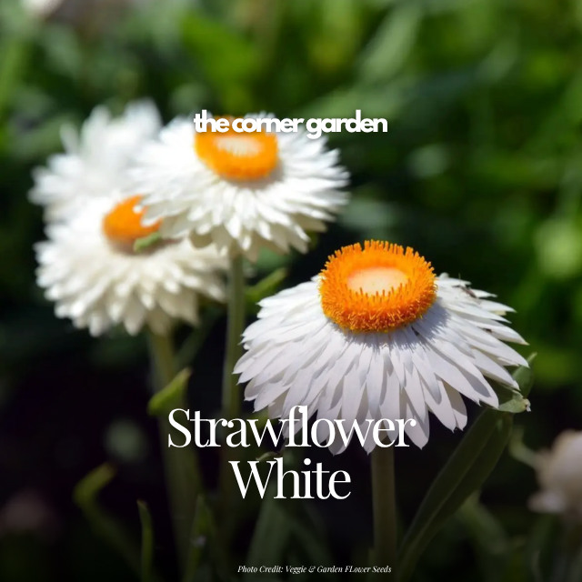 Strawflower white.png