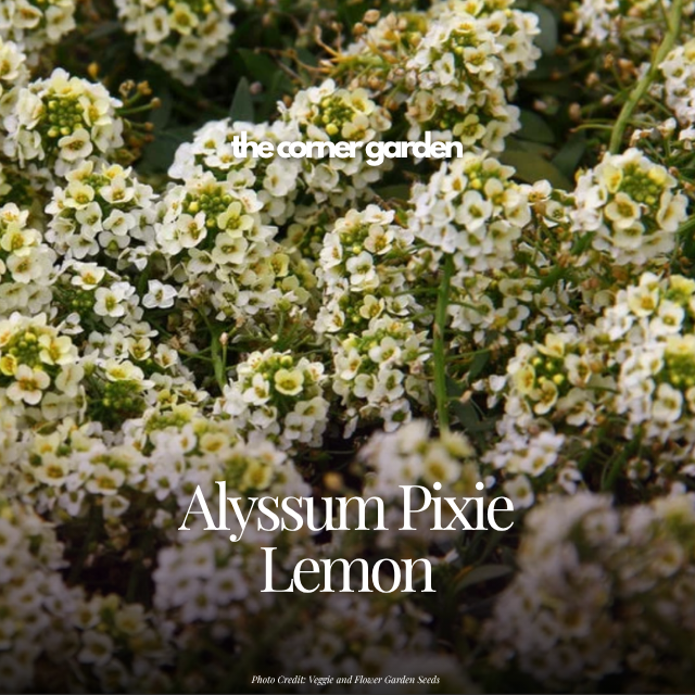 Sweet alyssum pixie lemon.png