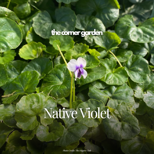 Native violet.png