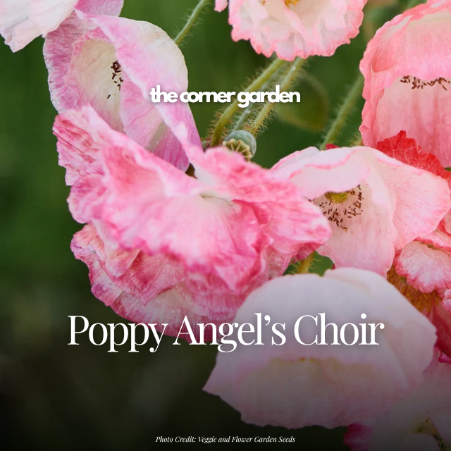 Poppy angel's choir.png