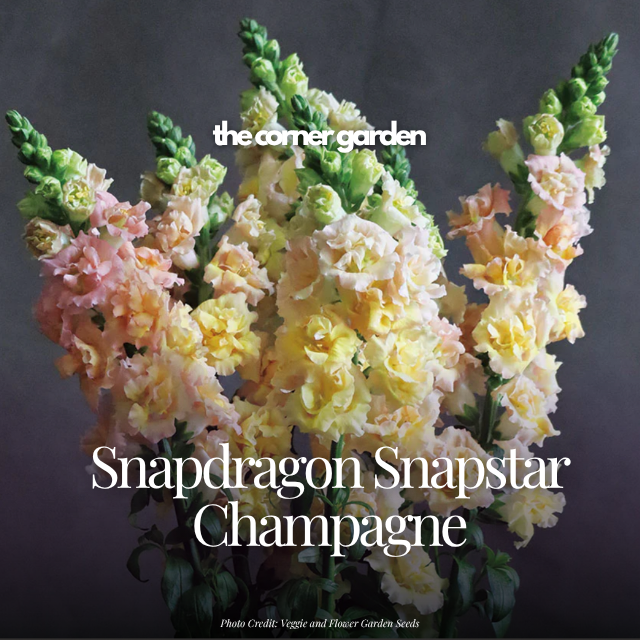 Snapdragon snapstar champagne.png