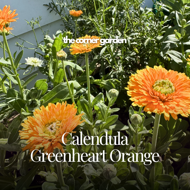 calendula greenheart orange.png
