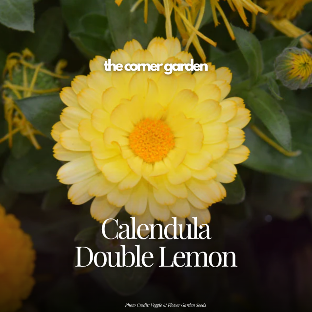 Calendula double lemon.png