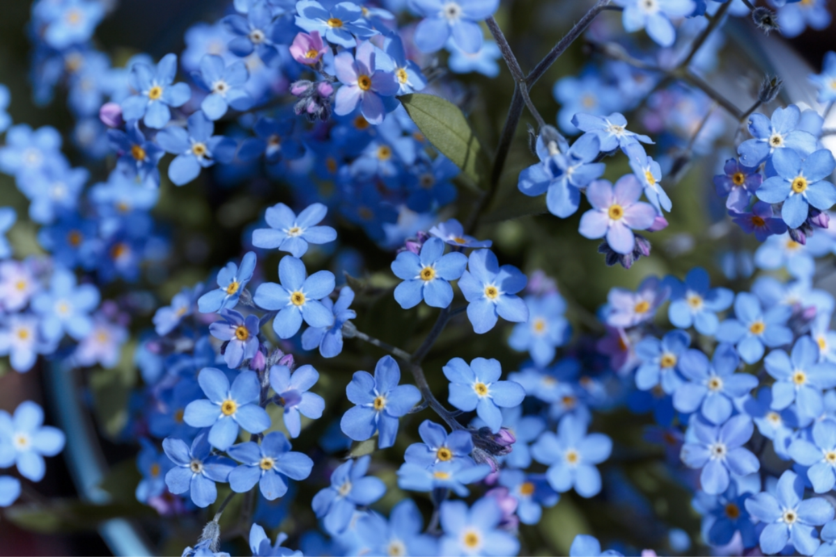 Forget-me-not Choice Mix.png