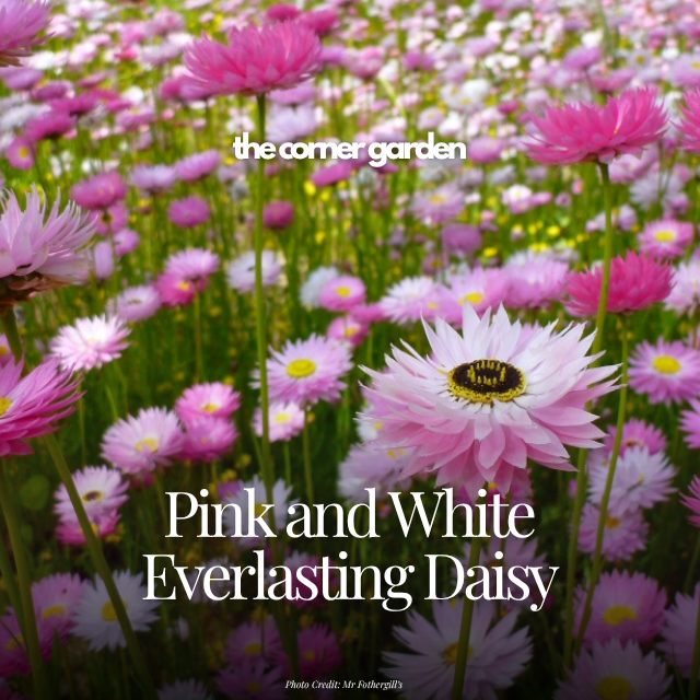 Pink and white everlasting daisy.png