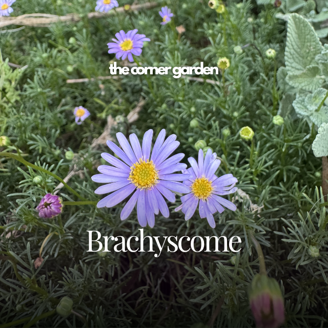Brachyscome.png